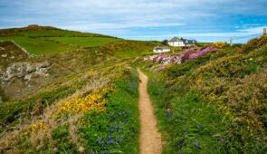 Wildflowers on the Pembrokeshire coast