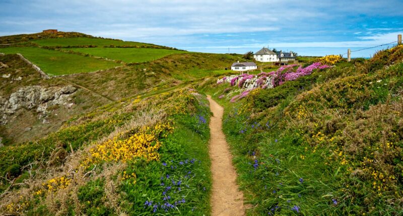 Wildflowers on the Pembrokeshire coast