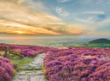 Footpath through heather at Cleveland Way, North York Moors - a beautiful part of English countryside