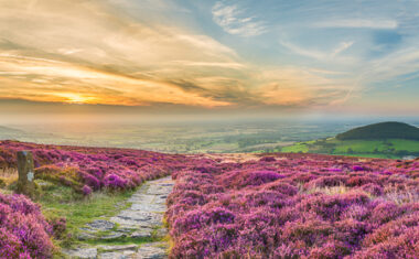 Footpath through heather at Cleveland Way, North York Moors - a beautiful part of English countryside