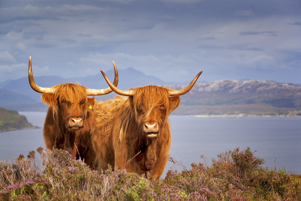 Two Highland cows on the Isle of Skye