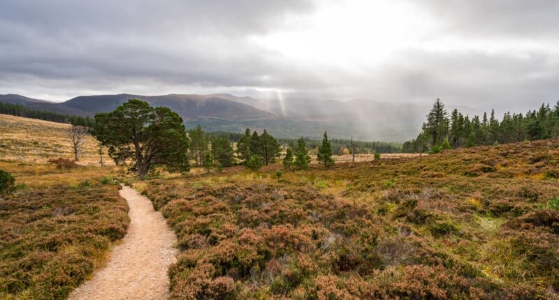 Abernethy Forest, Cairngorms National Park