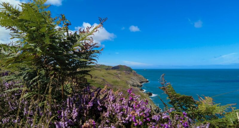 Heather on the Isle of Anglesey Coastal Path