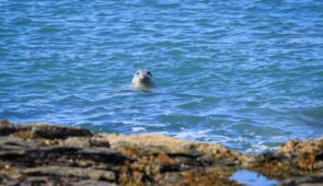 Atlantic Grey Seal in Cemlyn Bay