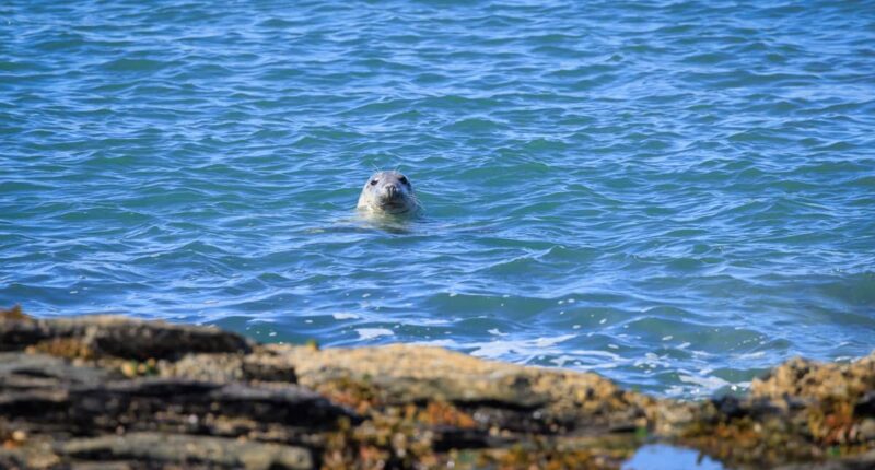 Atlantic Grey Seal in Cemlyn Bay