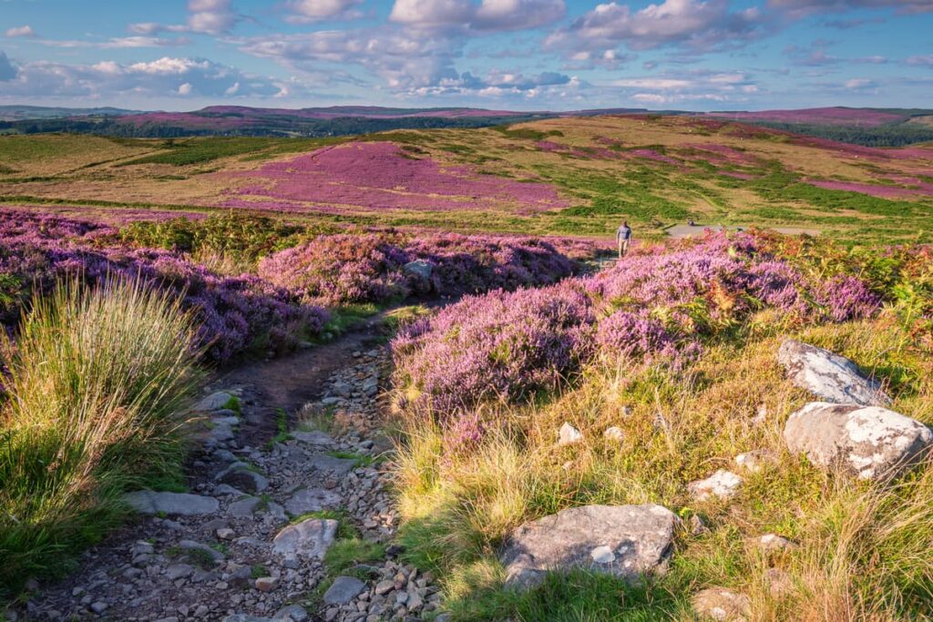Purple heather blooming in the Cheviot Hills along St Cuthbert's Way walking trail