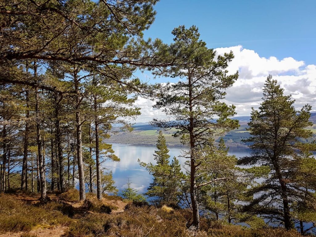 Stunning Loch Lochy views along the Great Glen Way hiking trail through Scottish Highlands pine forest