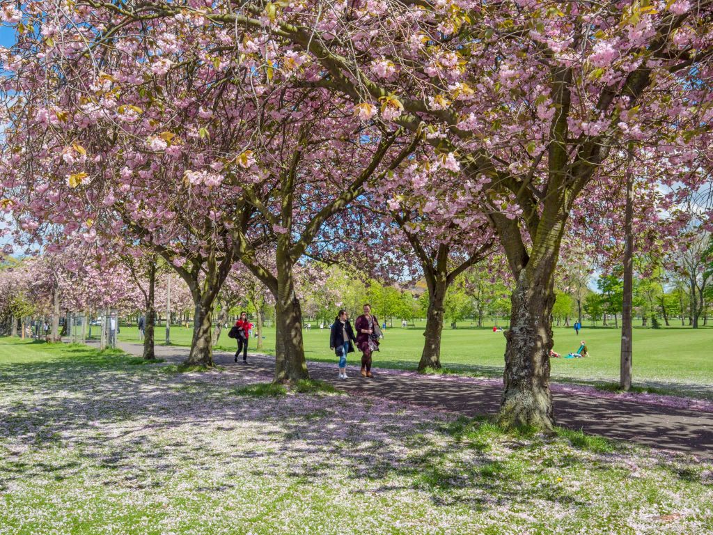 Cherry blossom trees in the Meadows, Edinburgh, during spring, one of the most beautiful times of year to visit Scotland