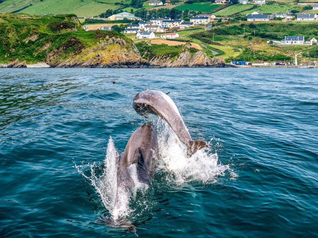Dolphins swimming off the coast of Donegal, Ireland, a memorable wildlife experience during the best time to visit Ireland