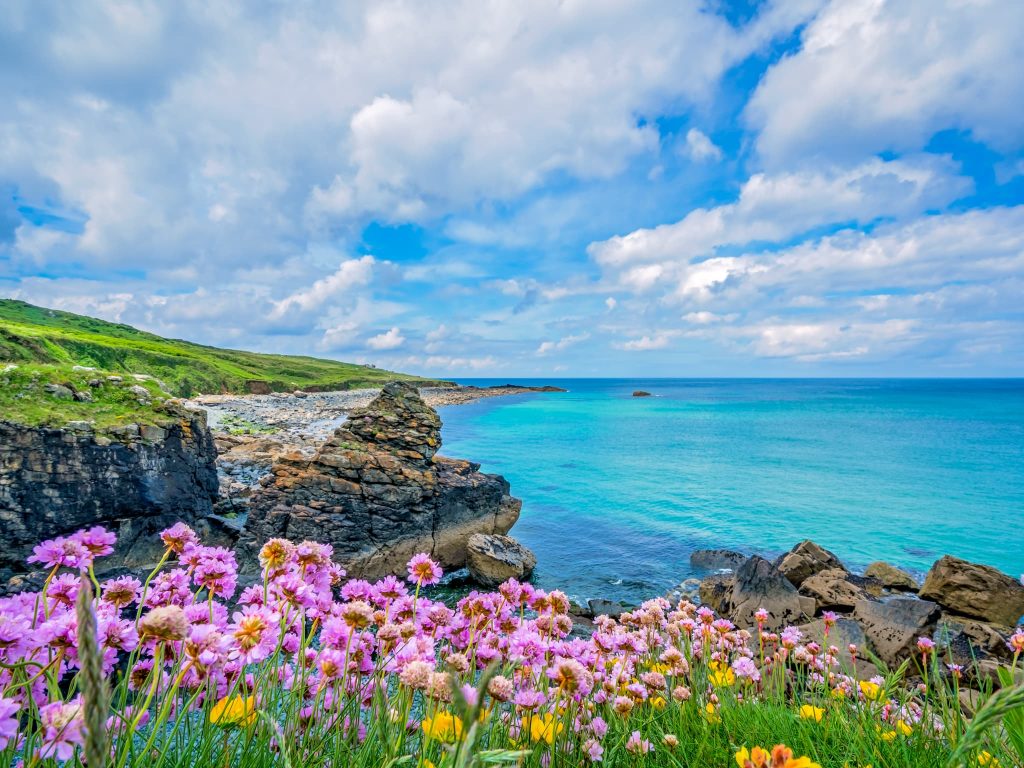 Pink sea thrift flowers along the Cornwall coast in late spring, a colourful highlight when choosing the best time to visit England