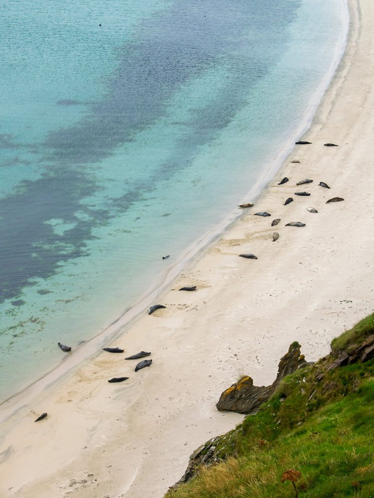 Seal colony near Scousburgh in Shetland, Scotland, best visited in autumn during peak wildlife season