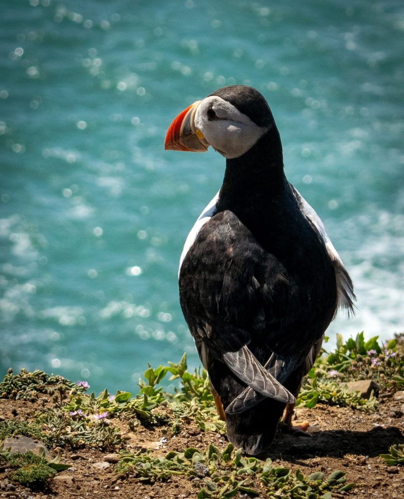 Puffin on Skomer Island, Wales, seen during late spring and early summer, a key reason to visit the UK at this time of year