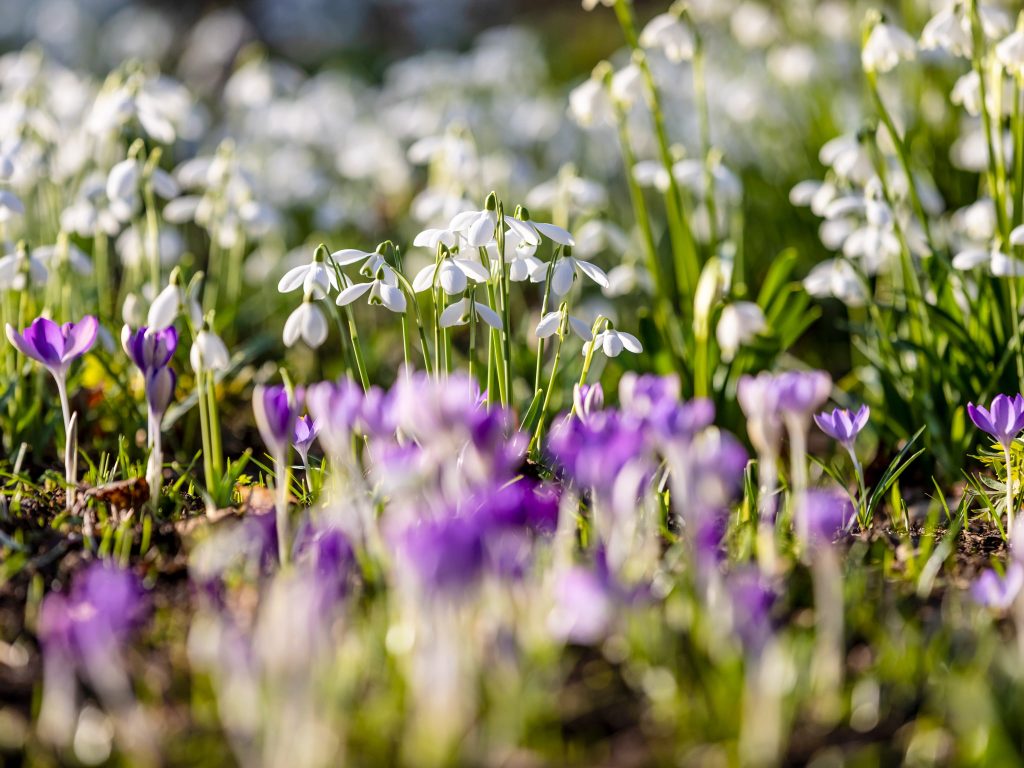 Snowdrops blooming at Cambo Gardens in early spring, marking seasonal change and UK seasons months