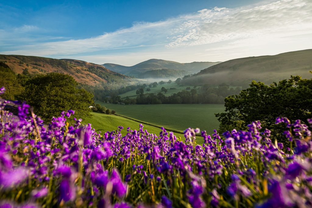 Sunrise over Moel y Gamelin in the Dee Valley with bluebells in spring, a stunning seasonal scene when visiting Wales