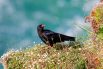 Walk through the magical Lizard National Nature Reserve and spot rare wildlife, such as the iconic red-billed chough.